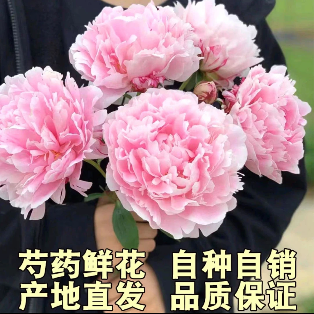 重瓣芍药粉凌红花 5支基地直发