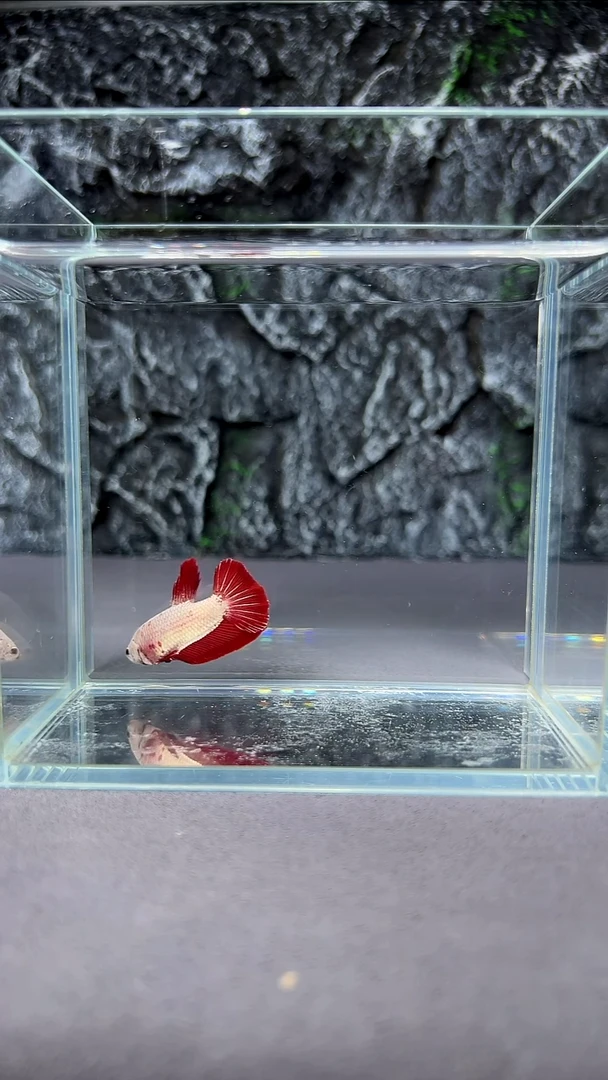 斗鱼竞拍链接A010