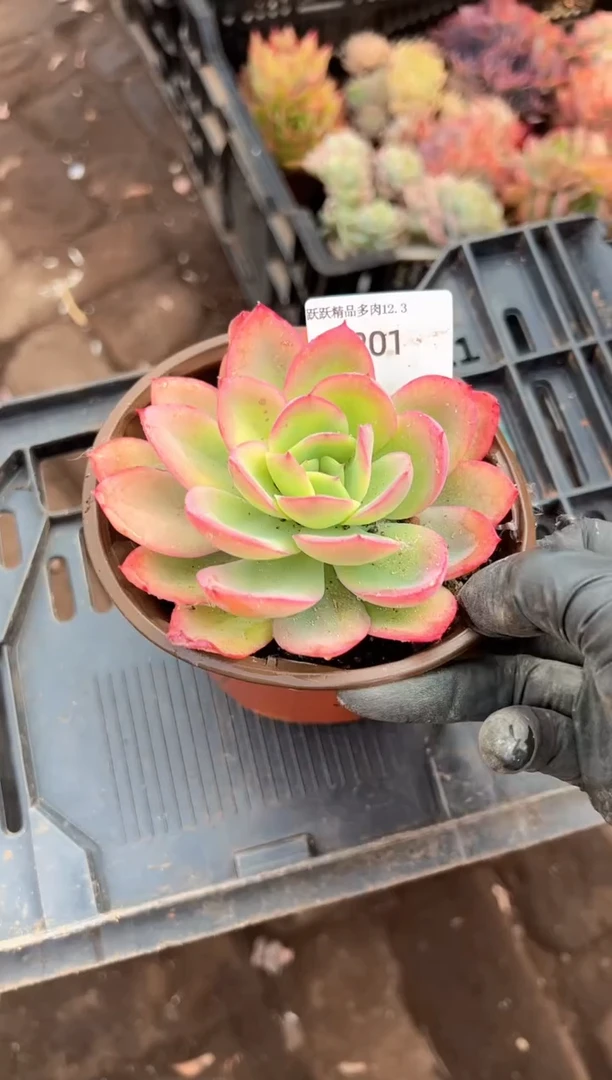 陈***觉多肉植物一物一拍03201