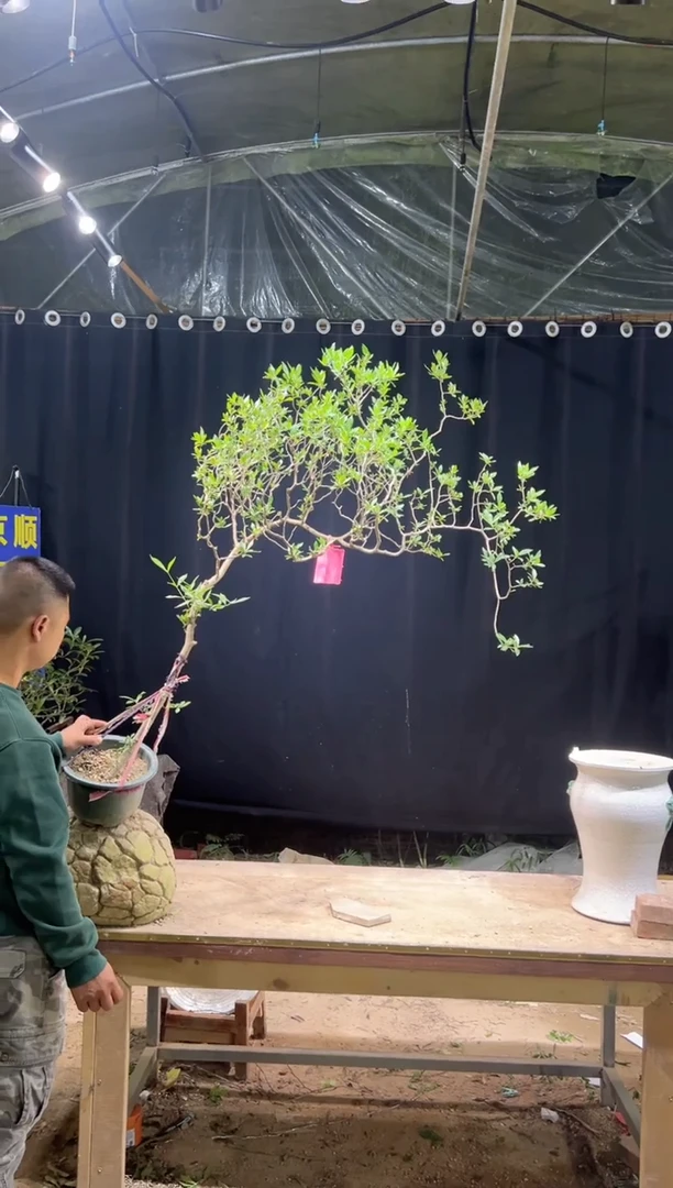 无花朵文*  海岛栀子花