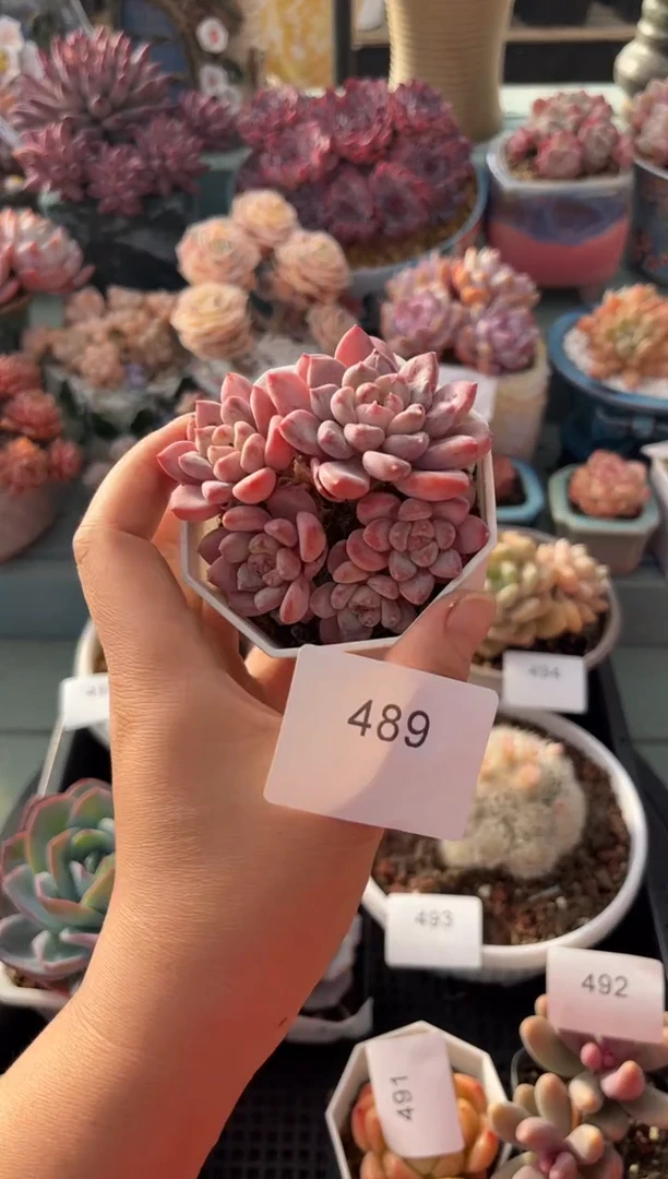 489群生粉珍妮多肉