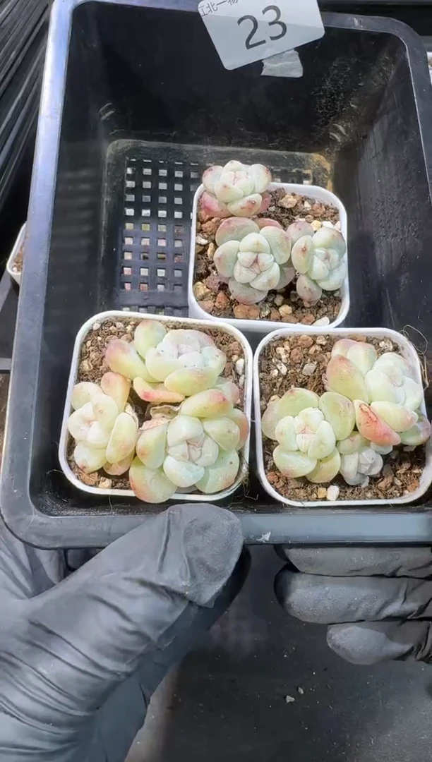 【闪购商品】23号到手1框--江北一物一拍