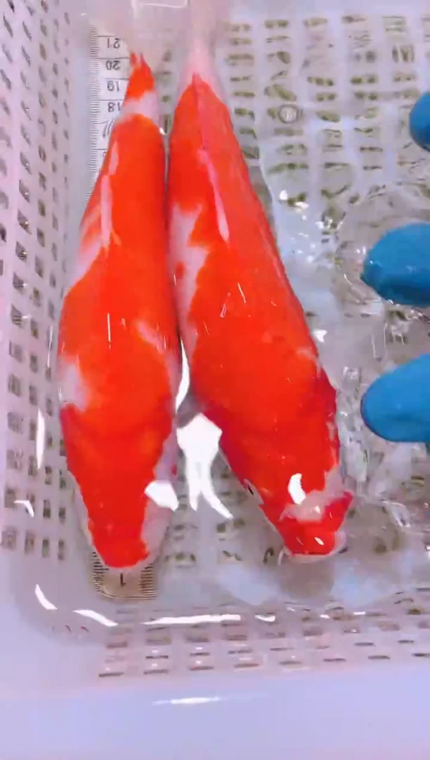 锦鲤冷水观赏鱼全场包邮105