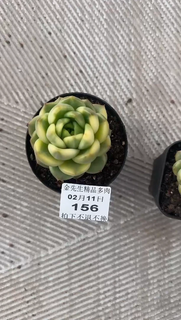 【闪购商品】0211-156晴空珍妮锦80#