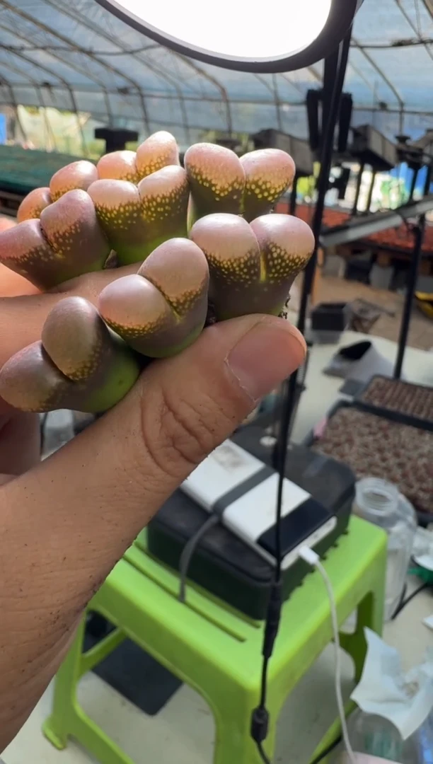 13-71多肉植物一颗