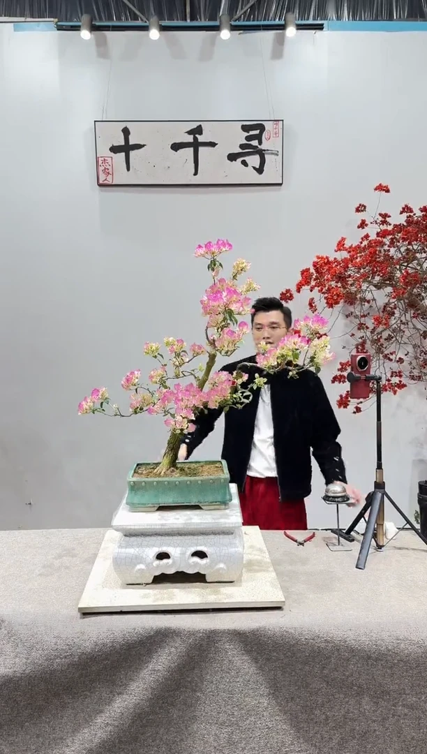 完全开放绿樱三角梅