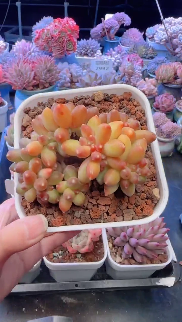 【闪购商品】3118.