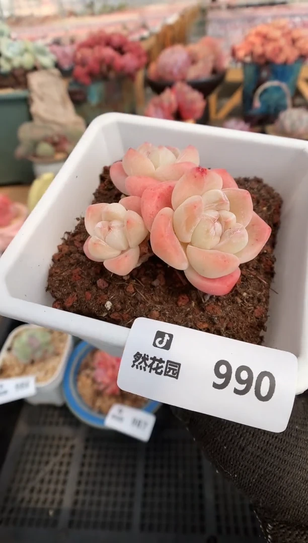 【闪购商品】990冰玉一物一拍