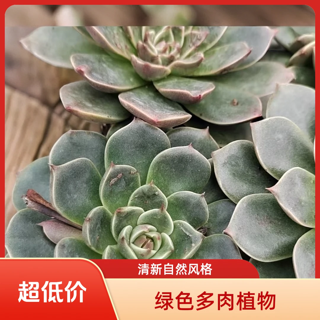 圣诞麋鹿多肉植物盆栽品种好养适合办公室阳台