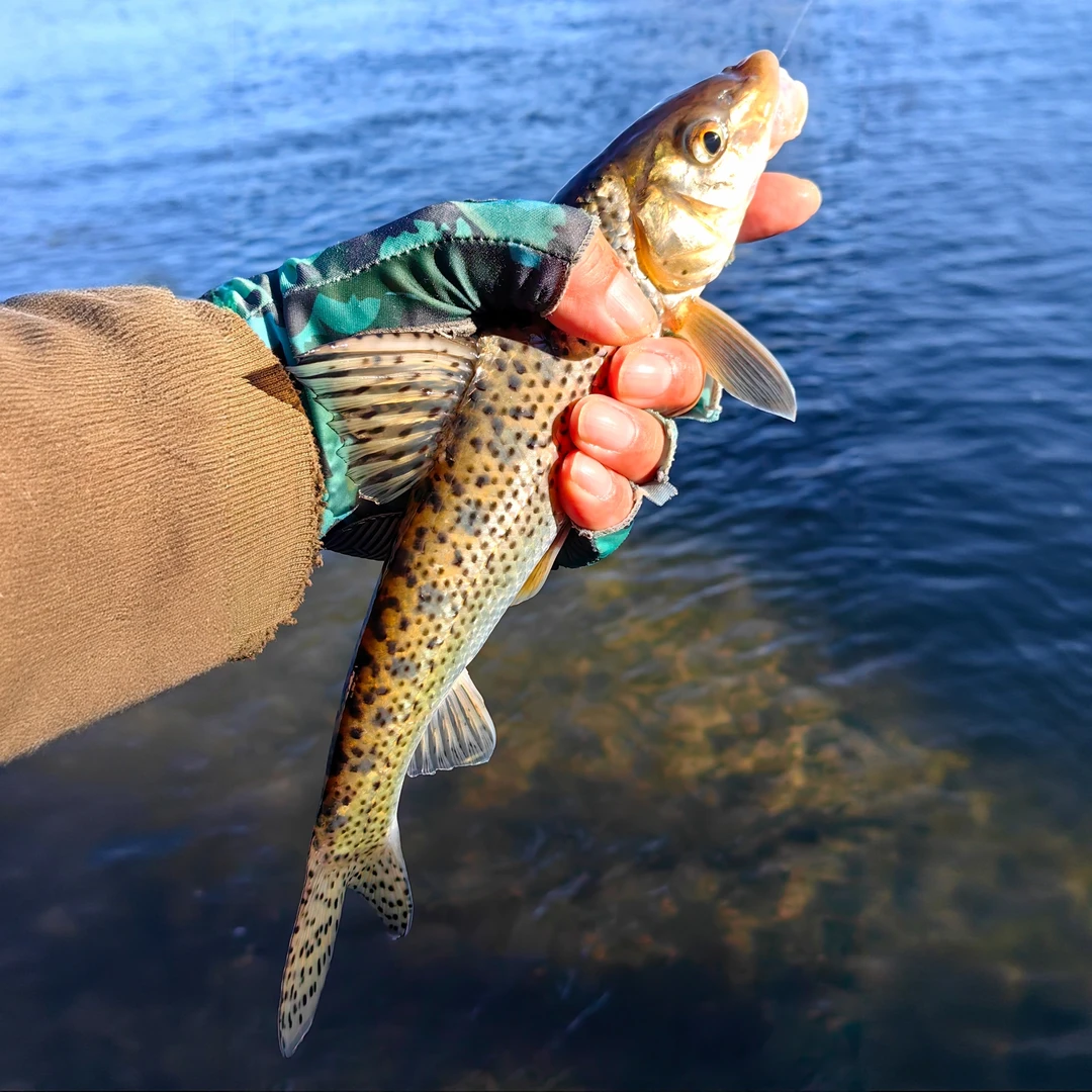 花参鱼原生淡水广温工具观赏鱼