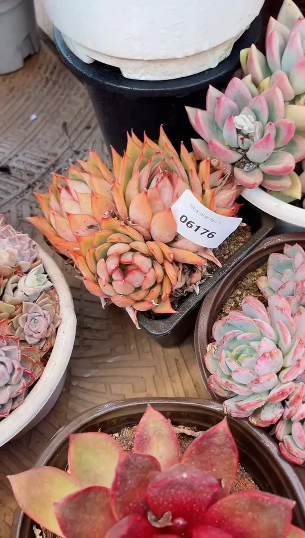 【闪购商品】06176