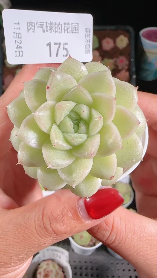 1124-175群生不包整