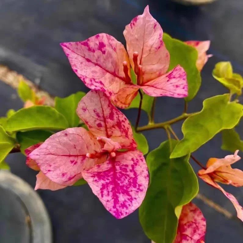 阿朱娜（三角梅）原生大苗四季开花老桩爬藤植物