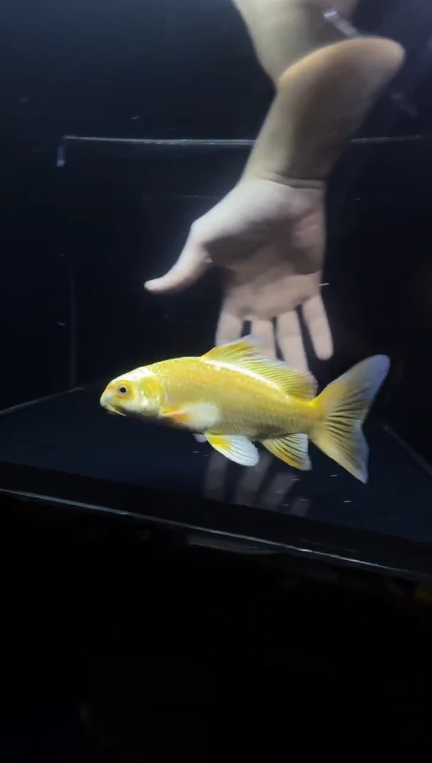 蝴蝶鲤鱼风*黄金蝴蝶鲤