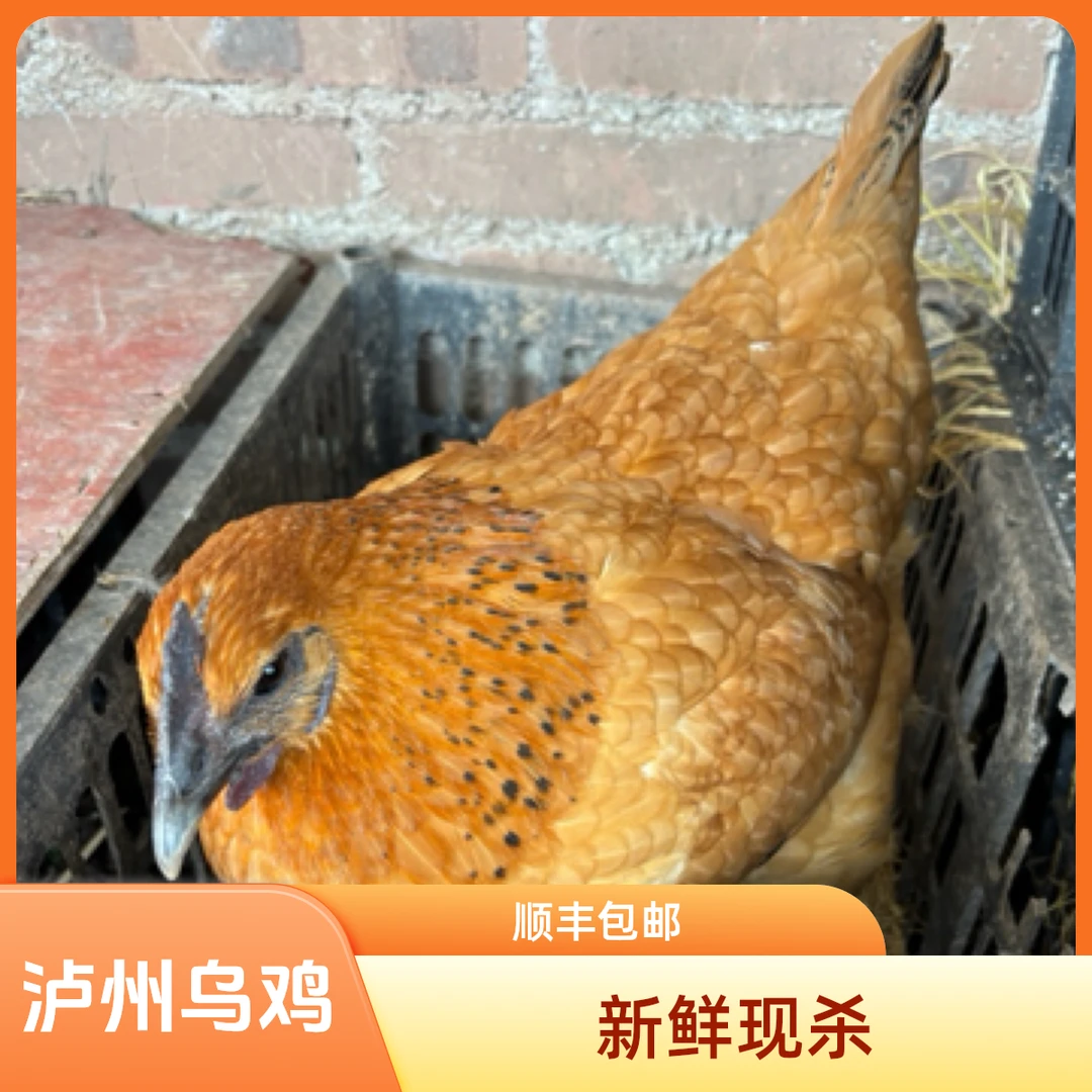 农户粮食散养乌骨鸡，宰杀速冻保鲜（顺丰）冷链配送。