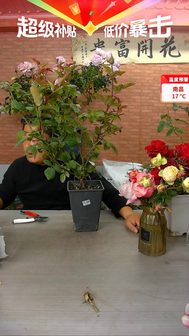 当前无花朵，栽培后可花朵月神124