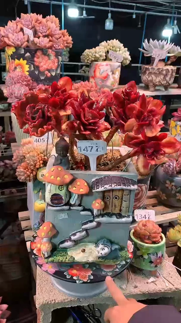 【闪购商品】147zzz带盆价