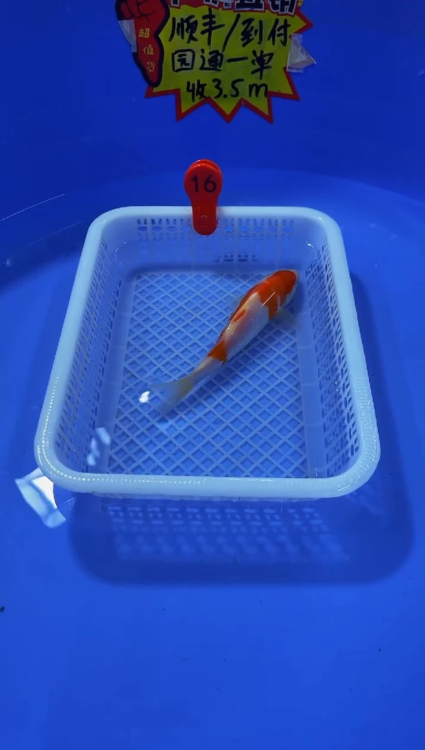 锦鲤活体二号链接