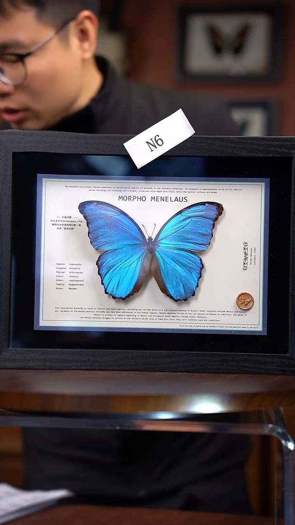 N6大蓝闪蝶-横版设计款【A4黑框】一物一拍