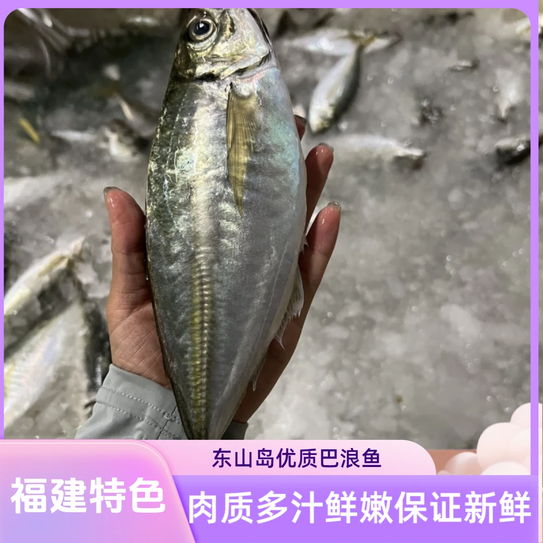 东山岛养殖巴浪鱼土豪巴浪鱼刺身味美牛尾巴鱼竹荚鱼红杉鱼