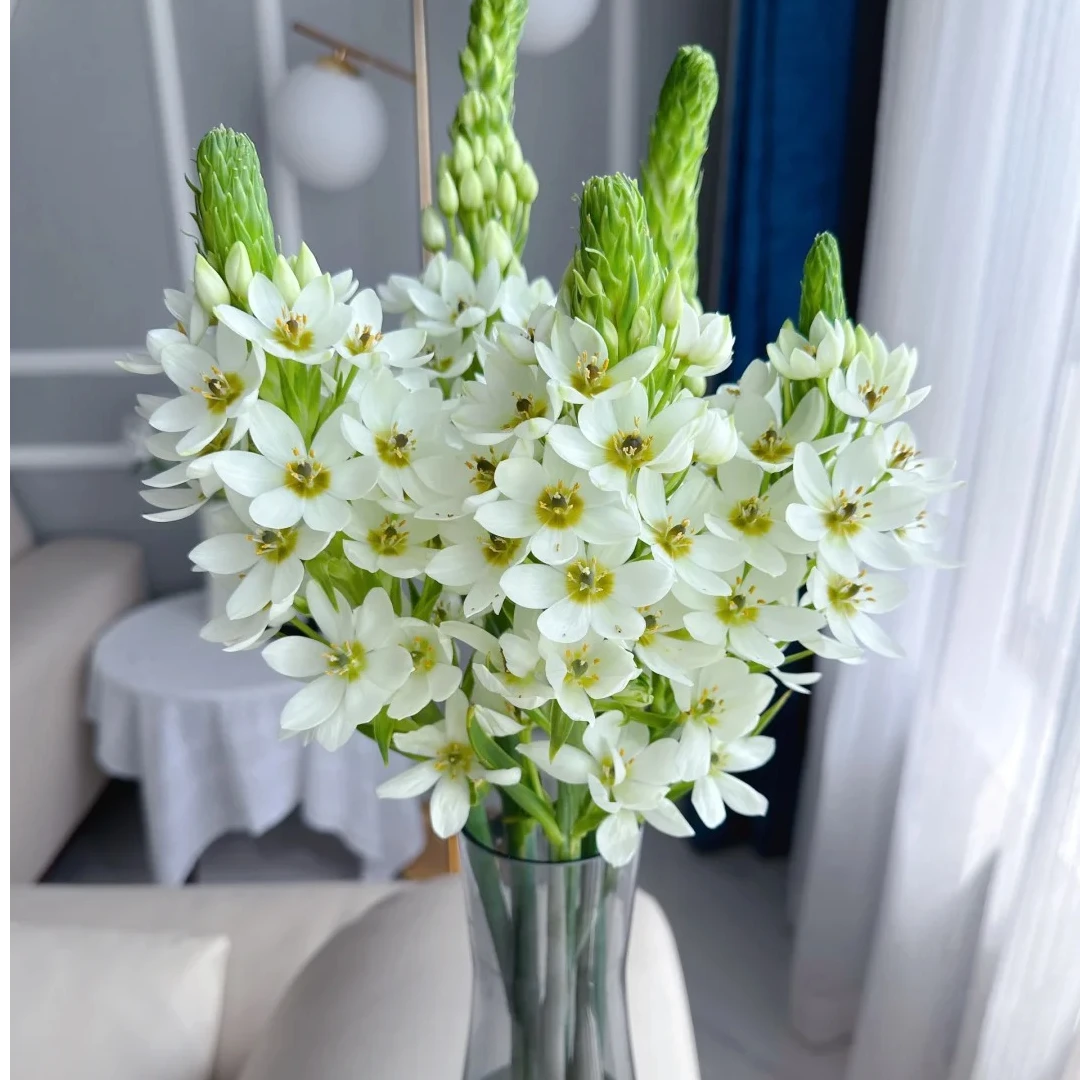 圣心百合5枝 鲜花  两单升级顺丰冷链 收到需醒花 揽收无法退