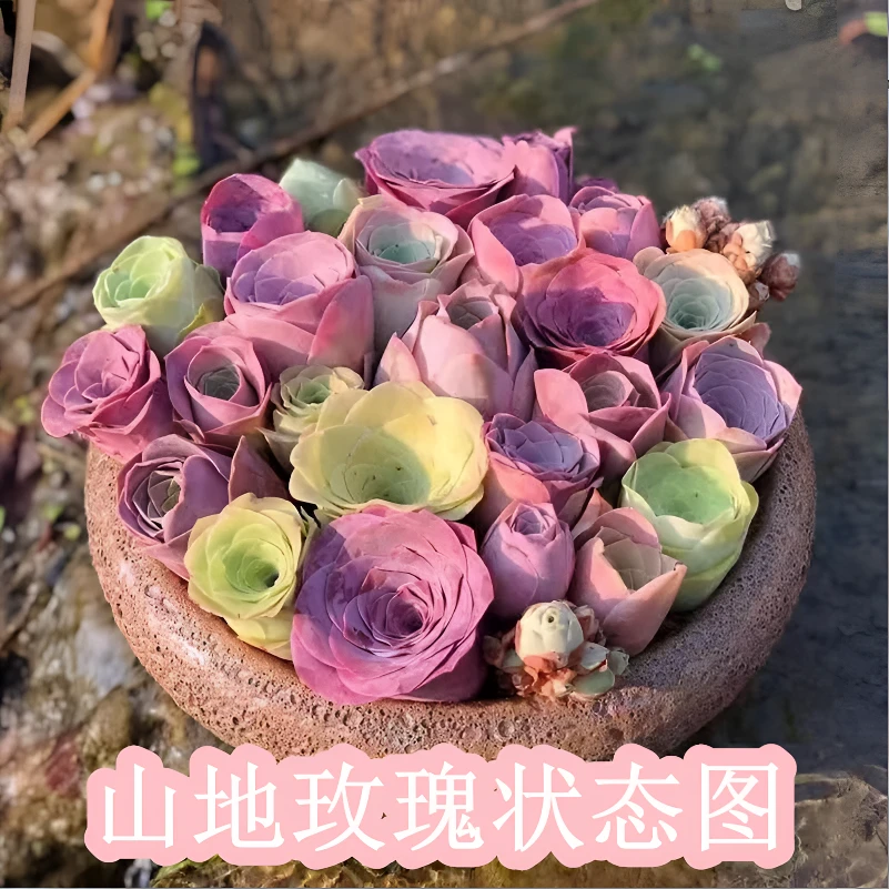 零花钱多肉    盆栽山地玫瑰    自购区   多肉植物