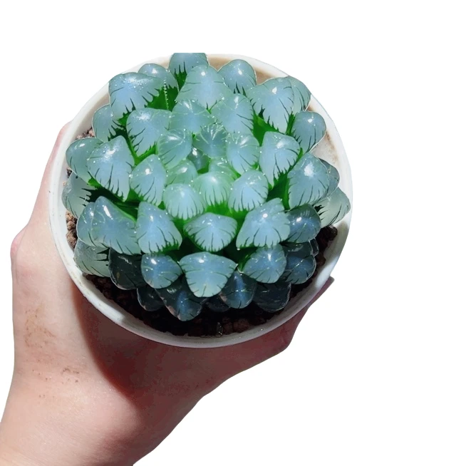 母本潘式冰灯【满18包邮】