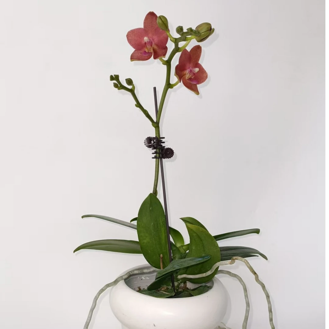之禾花田蝴蝶兰（樱桃番茄）小花开花株
