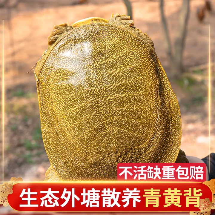 【直播间一物一拍】鲜活生态外塘活体青黄背甲鱼野外放养老鳖