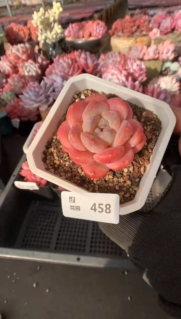 458糖心一物一拍