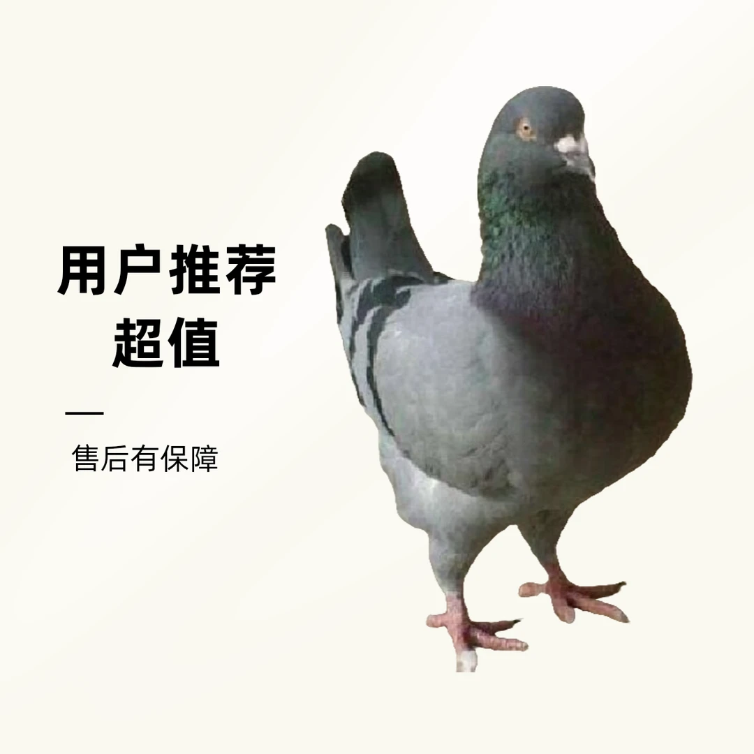 灰王银王青年鸽大个体肉鸽产蛋王京东包邮包路损