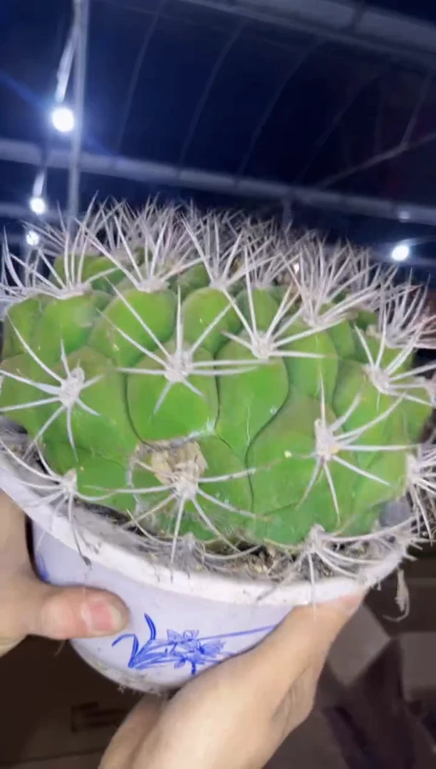 【闪购商品】超大 新天地 17-20cm