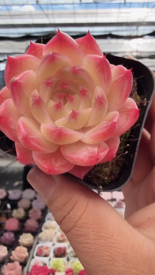 东云多肉园新款-92