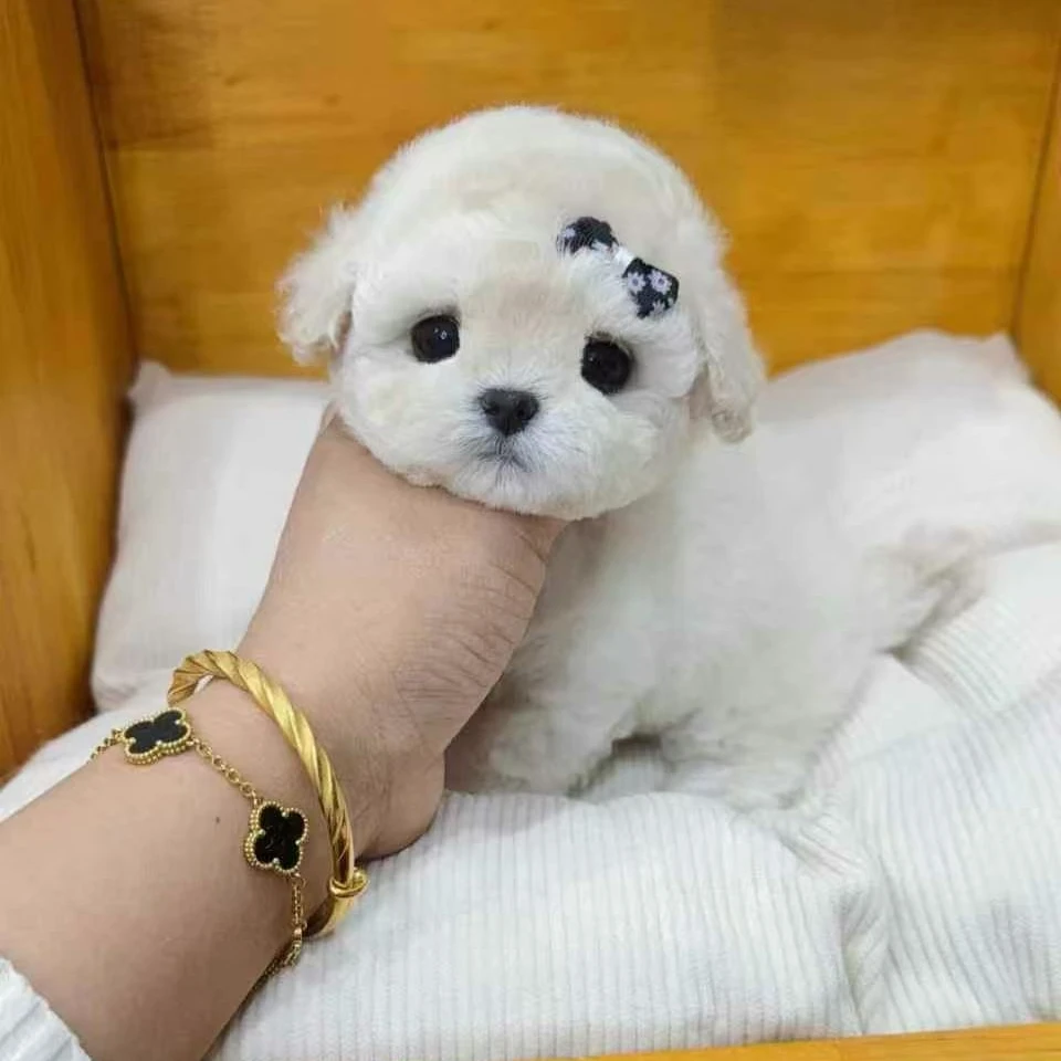 漫莳咣宠物活体狗狗成交链接