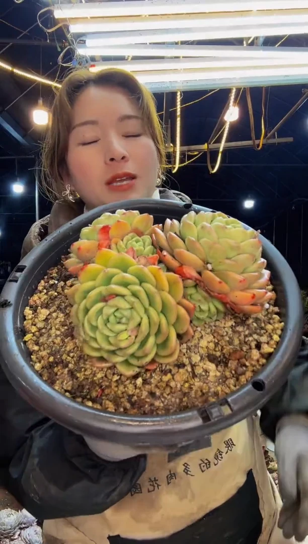 【闪购商品】冰玉大群一物一拍脱土包邮