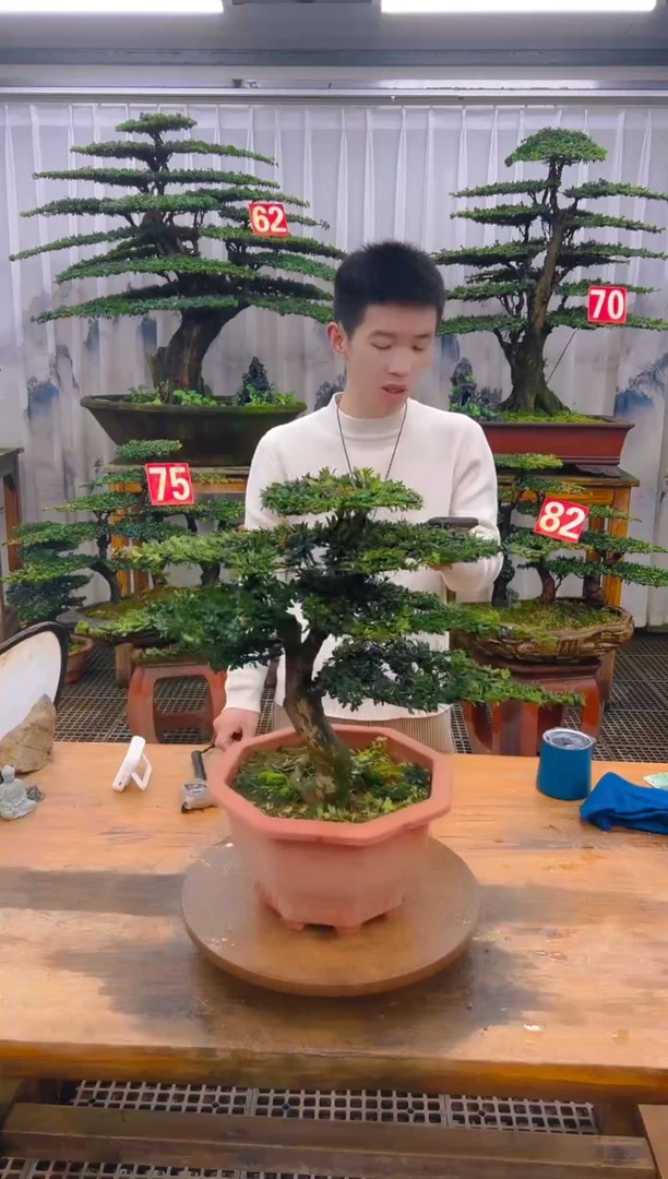 无花朵精品盆景直播间一物一拍