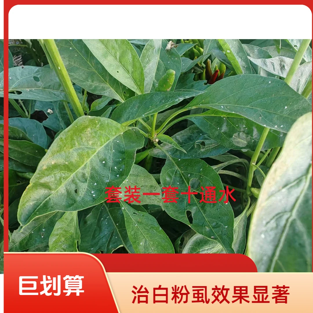 辣椒地快消白粉虱一套十通水5套起包邮