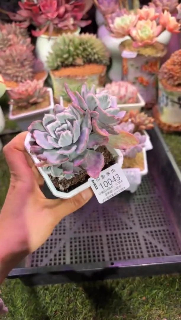 【闪购商品】10043