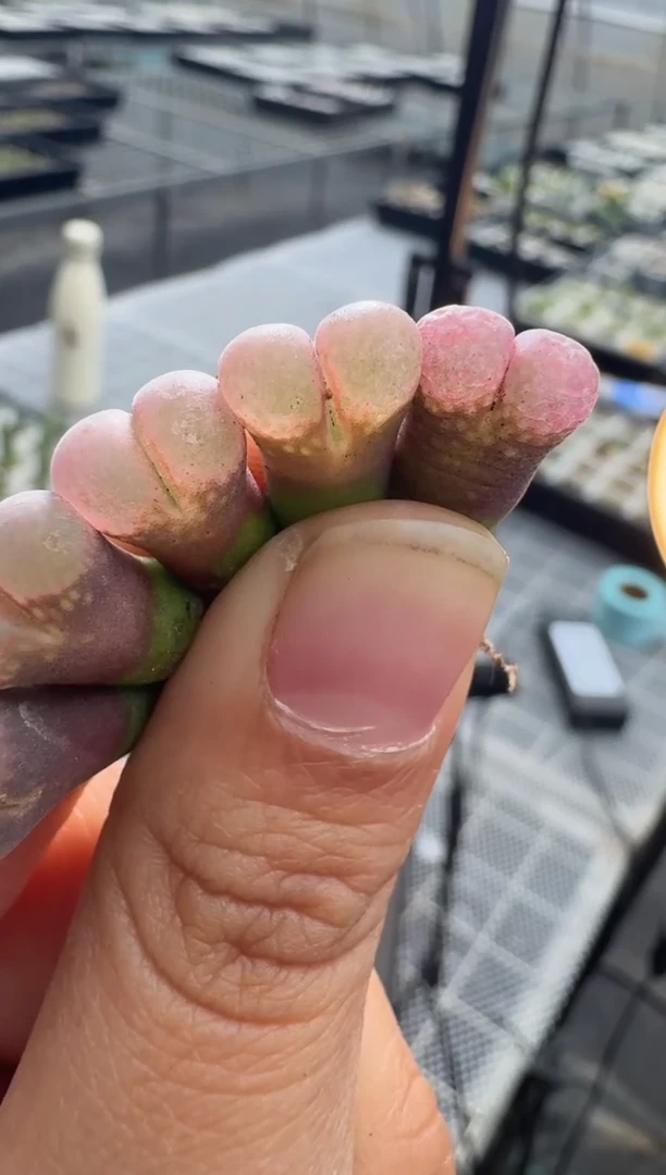 126多肉植物肉锥风铃一颗