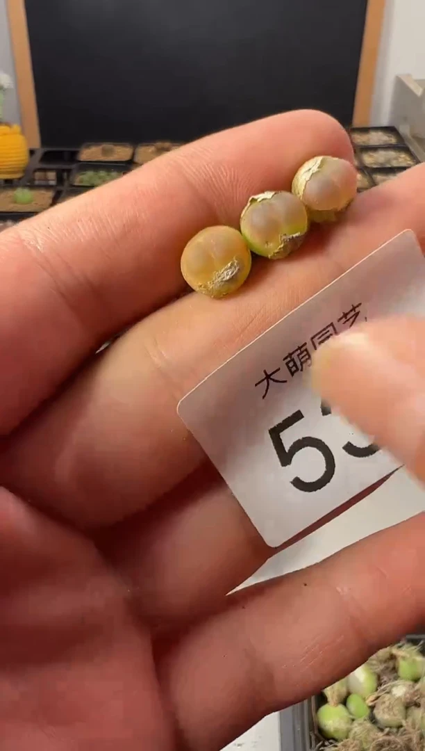 一物一拍     默认微瑕  540