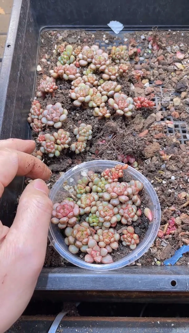 【闪购商品】034葡萄量拍1盒