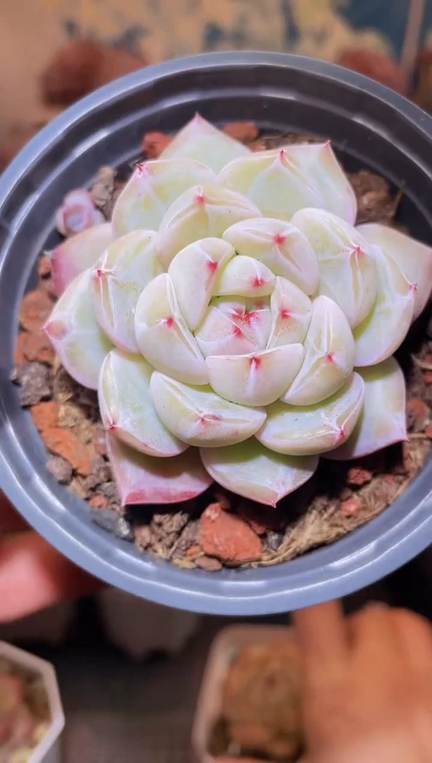 【闪购商品】277钻石珍妮