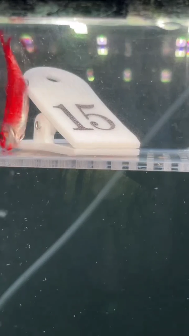 灯科鱼晶**?【15】白金红月可卡