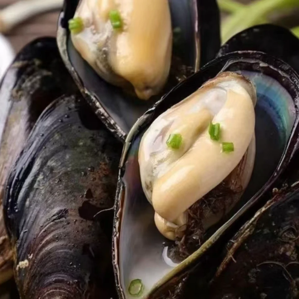 鲜活青口贝 500g