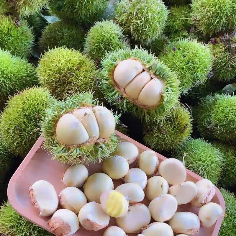 2025大别山新鲜现剥去刺球生板栗嫩板栗