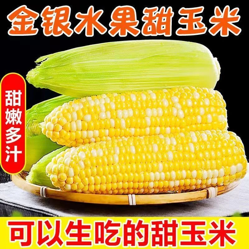 【现摘】云南金银水果玉米高山爆浆脆甜新鲜蔬菜包谷棒子代餐粗粮