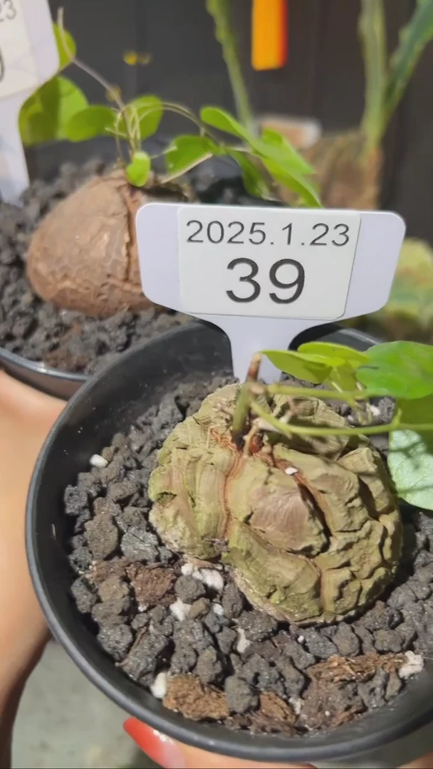 【闪购商品】带PP南非龟甲龙1.23.39