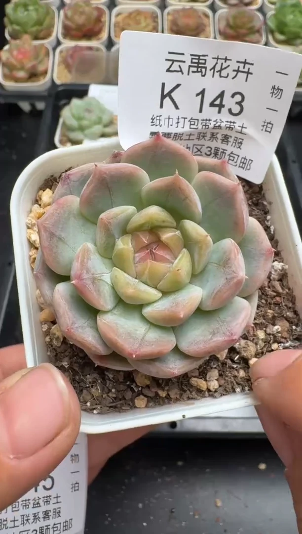 143K云禹多肉植物 带盆土纸巾打包 当天拍3颗包邮