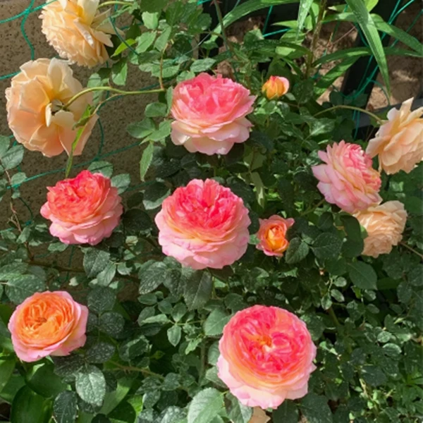 【六颗】月季小苗 随机搭配六颗不同品种 不可备注 养护不包活