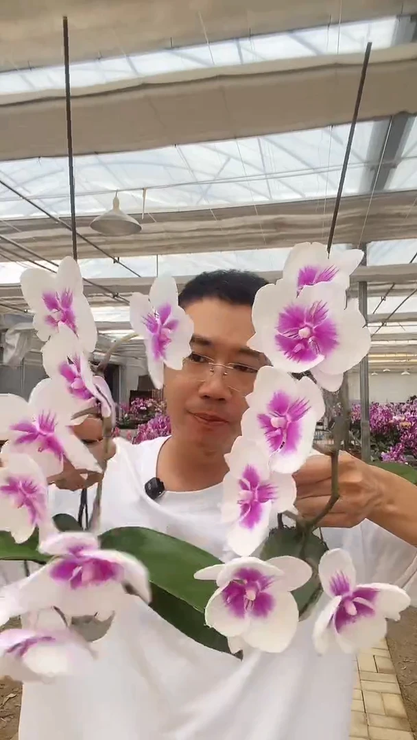 大部分开放少量花苞瑕疵带花苗子凤凰鸟2棵，无售后